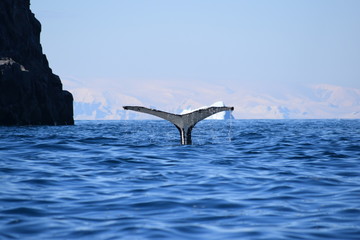 Antártida cola de ballena jorobada