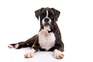 Beautiful Boxer puppy
