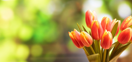 Tulips bouquet close up, blur nature background, copy space, banner