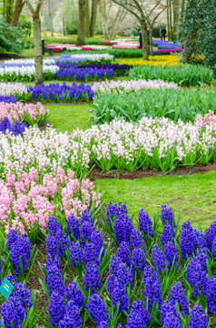 Group of beautiful  hyacinths in the beautiful garden of Keukenhof, Netherlands.