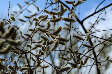 Branches of pussywillow (Salix caprea) on spring