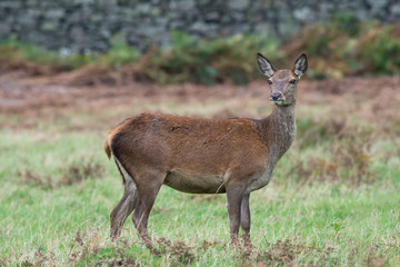 Naklejka na ściany i meble Red Deer Hind (Cervus elaphus)/Red Deer Hind in open field of grass and bracken
