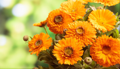 Calendula bouquet closeup, blur nature background, copy space