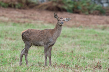Naklejka na ściany i meble Red Deer Fawn (Cervus elaphus)/Red Deer Calf in open field of grass and bracken