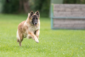 Tervueren -  Dog is running over a green training ground - Belgian Shepherd 