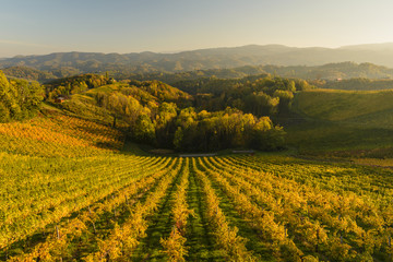 Fototapeta premium Ladnscape with vineyards at sunset in South Styria (Stajerska) .Border Austria-Slovenia.