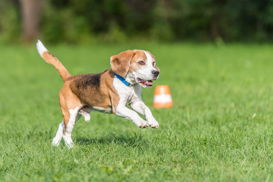 Cute beagle dog running over  the green meadow