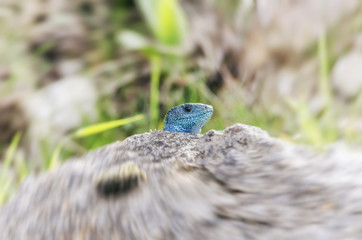 Lacerta schreiberi. Iberian emerald lizard over a rock. This reptile is endemic of Iberian Peninsula ( Spain and Portugal ). Head is blue because he is a male. Specie in threatened by habitat loss.