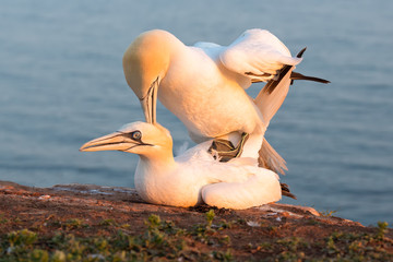 Mating Northern gannets in breeding colony at cliffs of Helgoland island, Germany
