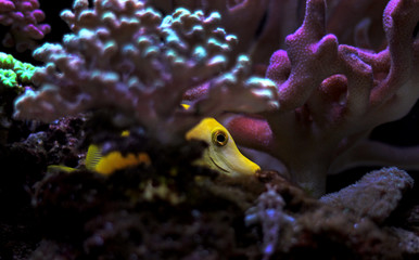 Fototapeta premium Zebrasoma Yellow tang fish