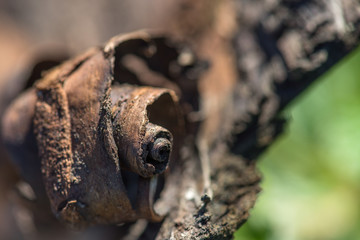 Rinde trocken verdreht Nahaufnahme Holz im Hintergrund