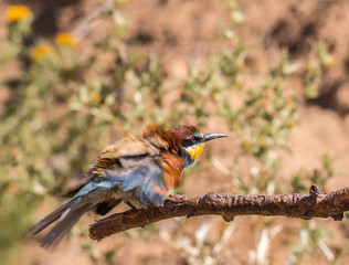 the bee-eaters return every summer to spain leaving scenes of hunting, color, relationships with their partners, feeding, etc. beautiful to contemplate ... © AGUS