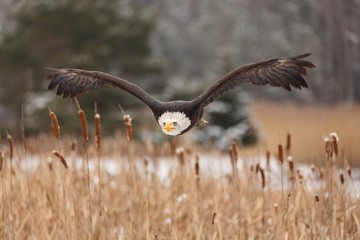Weisskopfseeadler