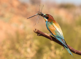 the bee-eaters return every summer to spain leaving scenes of hunting, color, relationships with their partners, feeding, etc. beautiful to contemplate ...