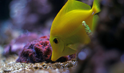 Zebrasoma Yellow tang fish