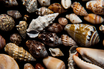 Collection of seashells on a black background