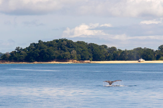 Humpback Whale in Contadora Island, Pearl Islands, Panam&aacute;