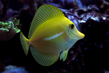Naklejka premium Zebrasoma Yellow tang fish