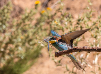 the bee-eaters return every summer to spain leaving scenes of hunting, color, relationships with their partners, feeding, etc. beautiful to contemplate ...