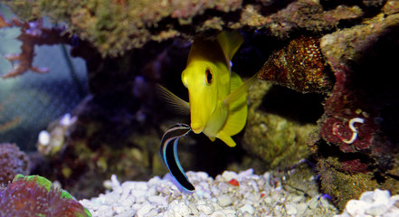 Plakat Zebrasoma Yellow tang fish