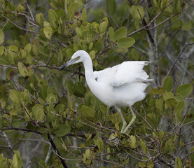 White and gray juvenile little blue heron is perched on a green leafy tree