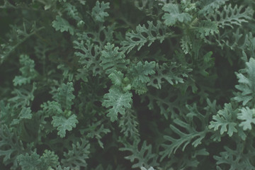 Small green bush in dark tones; Dark green leaves background;