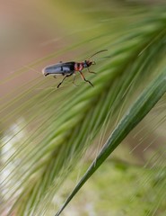 Cantharis rustica