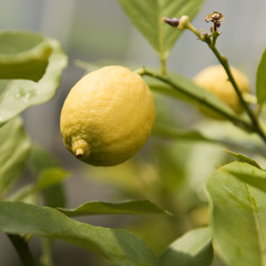 Zitrone, Zitronenbaum, Zimmerpflanze