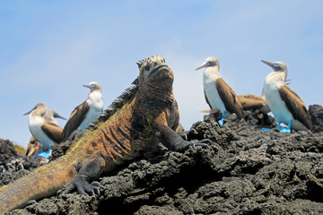 Naklejka premium Legwan morski z głuptakami niebieskonogimi, minami, Sula nebouxii i Amblyrhynchus cristatus, na wyspie Isabela, Galapagos, Ekwadorze, Ameryce Południowej