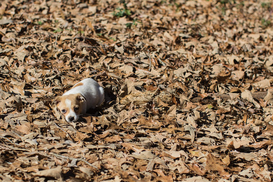 chiweenie