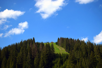 Beautiful pine trees