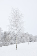 Fototapeta na wymiar Birch covered with frost