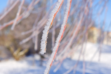 Frost on branch of tree