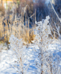 Frost on the grass in sunny winter day