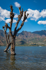 Naklejka premium Toter Baum am Ufer des Lago de Atitlàn