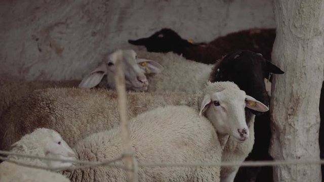 Lambs in Nazareth. Taken during a tour of various holy sites in Israel.