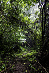 Vines Hanging over a Trail Lined with Lush Green Trees in the Rainforest of Nicaragua at the Chocoyero-El Brujo Nature Reserve