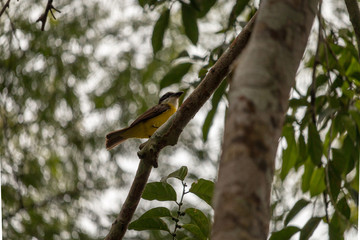 kleiner Vogel im Regenwald