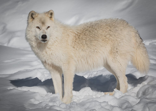 Arctic Wolf - Canis Lupus Arctos - Looking For Prey