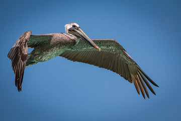 Turquoise Water Reflections On The Brown Pelican's - Pelecanus Occidentalis - Wing