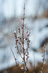 Snow covered branches of small plant in the winter