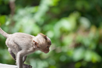 可愛いサル