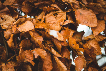 Close up of snow covered, fall colored leaves in the forest