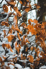 Close up of snow covered, fall colored leaves in the forest