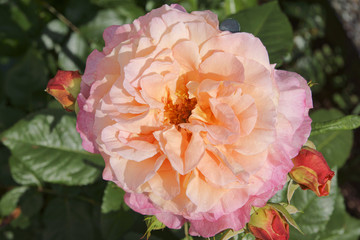 Lively pink blooming hybrid tea rose Augusta Luise with green leaves in the background