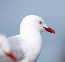 Close up of the Red-billed Gull (Larus novaehollandiae) in a colony on the Otago Peninsula, New Zealand
