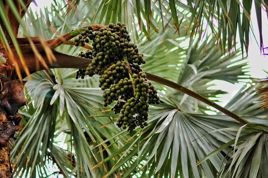 Plants of Gran Canaria. Wine palm. Hyphaene coriacea. Palmera del vino. Arecaceae. South Africa and Madagascar