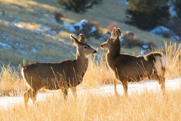 Winter Mule Deer
