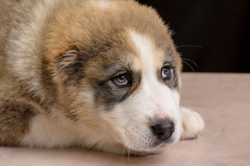 Studio photo Puppy of Central Asia Shepherd