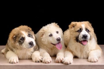 Studio photo Puppies of Central Asia Shepherd